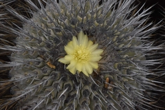 Copiapoa dealbata