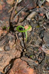 Thelymitra matthewsii