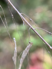 Borodinia canadensis
