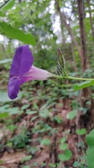 Ipomoea orizabensis