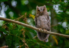 Megascops guatemalae