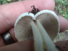 Inocybe dulciolens
