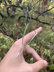 Borodinia canadensis