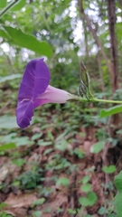Ipomoea orizabensis