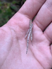 Borodinia canadensis