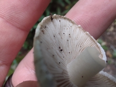 Inocybe dulciolens