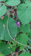 Ipomoea orizabensis