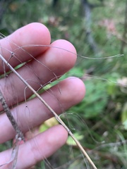 Borodinia canadensis