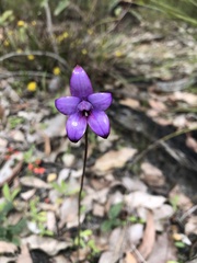 Elythranthera brunonis