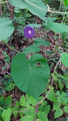 Ipomoea orizabensis