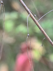Borodinia canadensis