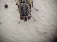 Musca domestica