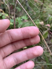 Borodinia canadensis