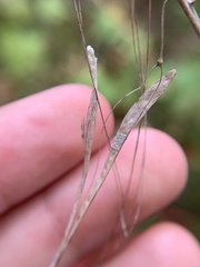 Borodinia canadensis
