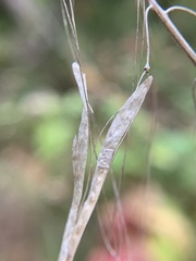Borodinia canadensis