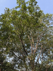 Holoptelea integrifolia