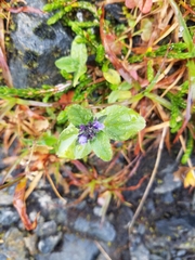Veronica wormskjoldii