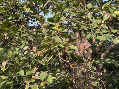 Holoptelea integrifolia