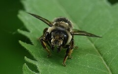 Megachile inermis