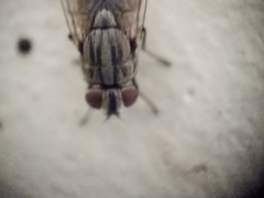 Musca domestica