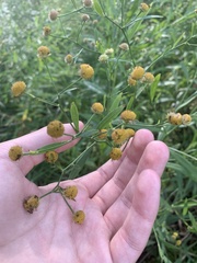 Boltonia asteroides