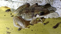 Eleutherodactylus etheridgei