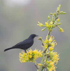 Ptiloxena atroviolacea