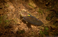 Eutartessus gressitti