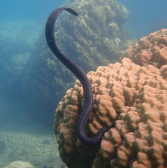 Emydocephalus annulatus