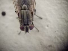 Musca domestica