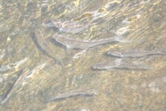 Alosa pseudoharengus