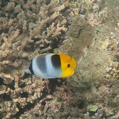 Chaetodon ulietensis