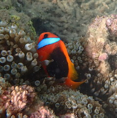 Amphiprion melanopus