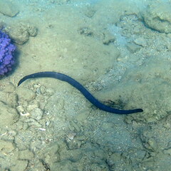 Emydocephalus annulatus