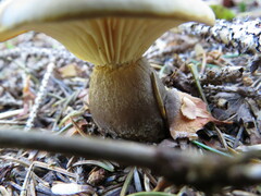 Ampulloclitocybe clavipes