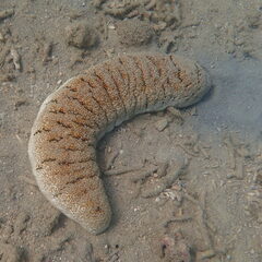 Holothuria fuscopunctata