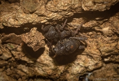 Onidistus araneus