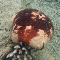 Culcita novaeguineae