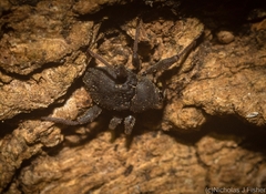 Onidistus araneus