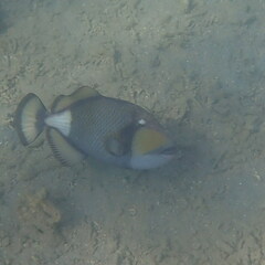 Balistoides viridescens