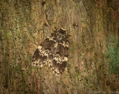 Scaphidriotis xylogramma