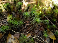 Dawsonia