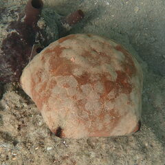 Culcita novaeguineae