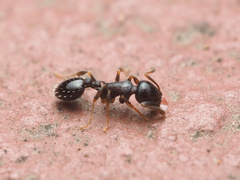 Temnothorax longispinosus