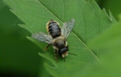 Megachile inermis