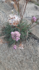 Armeria maritima