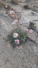 Armeria maritima