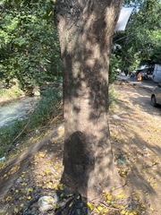 Holoptelea integrifolia