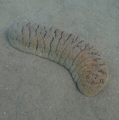 Holothuria fuscopunctata
