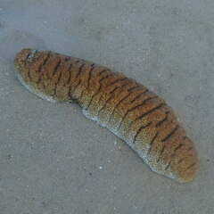 Holothuria fuscopunctata